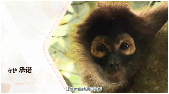自帶“全球化”基因，華為云2019全球化進(jìn)程加快