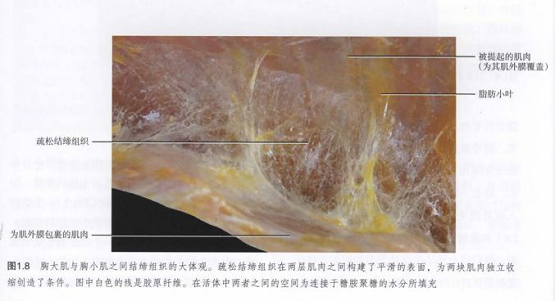 筋膜槍究竟是什么，真的有用嗎？