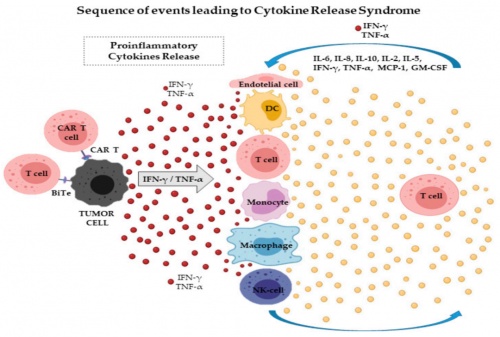 ACROBiosystems百普賽斯抗體矩陣再添新IFN-γ，助力加速生物藥研發(fā)上市進(jìn)程