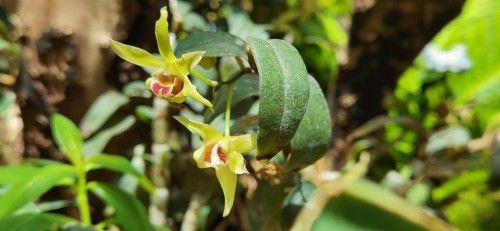 植物醫(yī)生傾情呈獻(xiàn)，石斛蘭面膜帶你共赴高山秘境