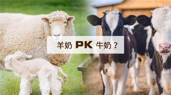 新西蘭羊奶粉倍恩喜，化解寶寶積食難題