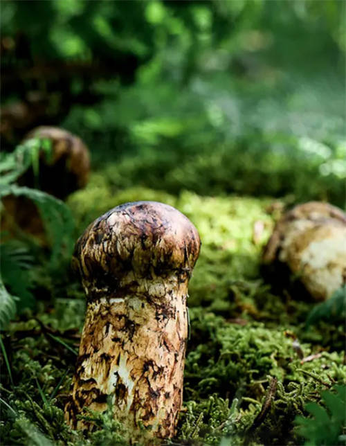 植物醫(yī)生松茸面膜彰顯高山護膚力，植萃成分守護年輕肌