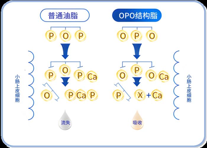 OPO在奶粉中的作用與功效有哪些？精準(zhǔn)科普助力選奶