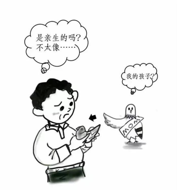 為種鴿建立DNA數(shù)據(jù)庫：規(guī)范信鴿市場，保障鴿友權(quán)益